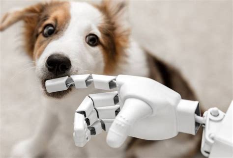 Los Perros No Entienden A Los Robots Transformaci N Digital