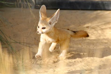 Cute Fennec Fox Baby