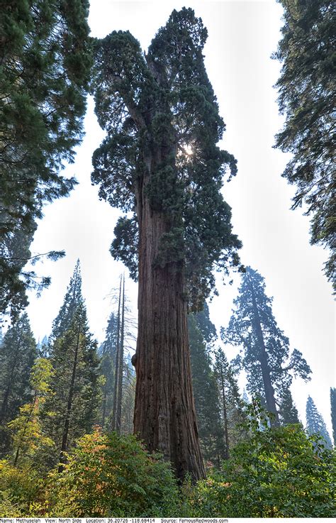 Methuselah Tree - Famous Redwoods