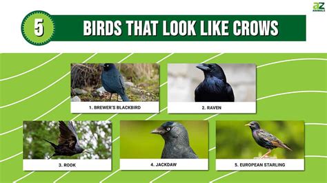 5 Birds That Look Like Crows (And How to Spot the Difference) - A-Z Animals