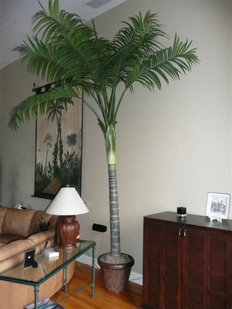 12ft Indoor Palm Tree For Sale Tropical Interiors