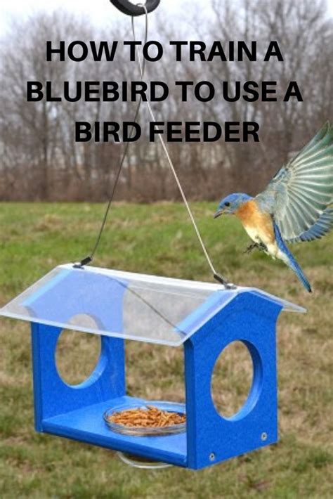 How To Train Bluebirds Blue Bird Bird Feeders Birdhouses Bird Feeders