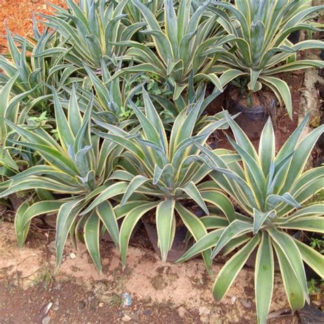 Jual Pohon Agave Siklok Besar Kab Bogor Cv Mtl Sentosa Taman