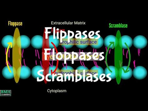 Flippase | Floppase | Flip-Flop Mechanism | Scramblase | Flippase Vs ...