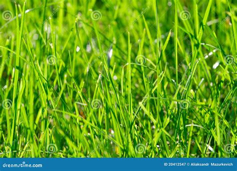 Bright Vibrant Green Grass Stock Image Image Of Light 20412547