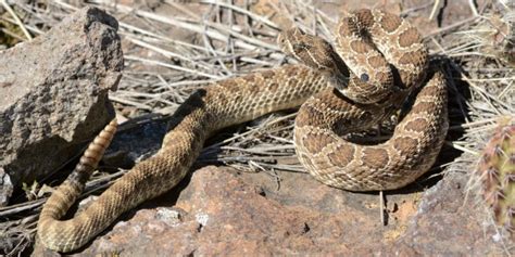 Are there rattlesnakes in Colorado? - Uncover Colorado