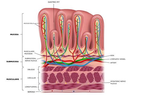 Is Stomach Wall Thickening Serious? - Arizona Premier Surgery