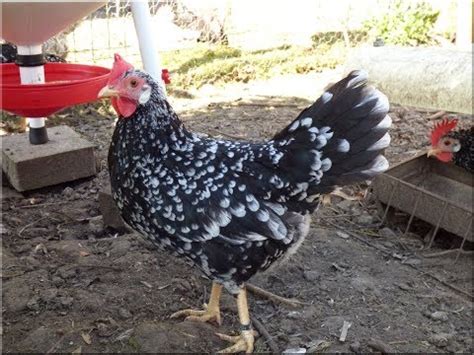 Ancona Chicken: Eggs, Height, Size and Raising Tips