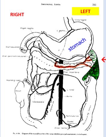 Spleen Flashcards Quizlet