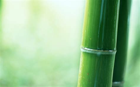 Wallpaper Sunlight Depth Of Field Plants Branch Green Bamboo