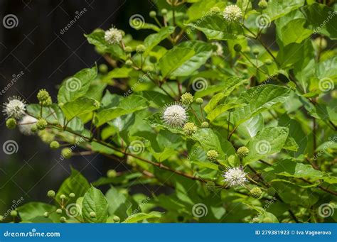 Cephalanthus Occidentalis Mexical White Flowering Plant Bright