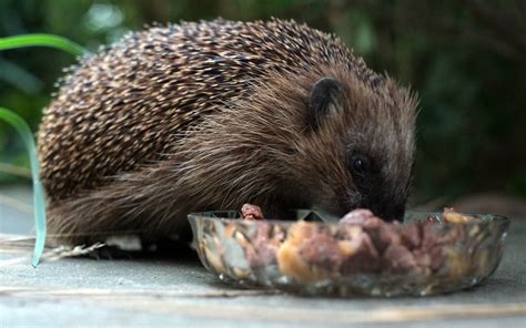 Igel Winterschlaf Nahrung Lebensraum Feinde Infos Zum Stacheltier