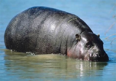 Freshwater Mammals