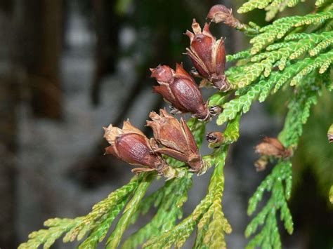 Western Red Cedar Tree - All the facts you need - Tree Secrets