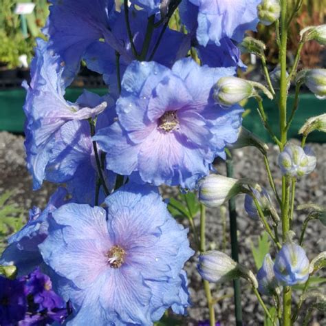 Delphinium Elatum Blue Lace Delphinium Blue Lace Uploaded By