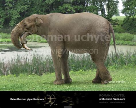 Deinotherium | Prehistoric creatures