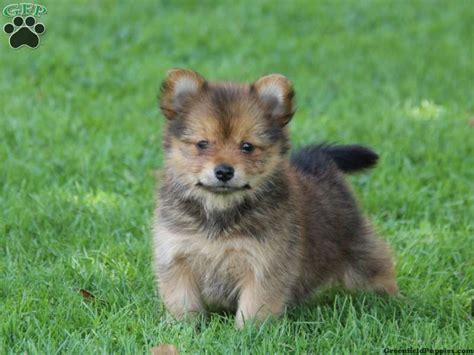 Pomeranian Yorkie Mix Full Grown