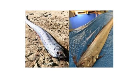 Penampakan Oarfish Jadi Pertanda Datangnya Gempa Dan Tsunami Benarkah