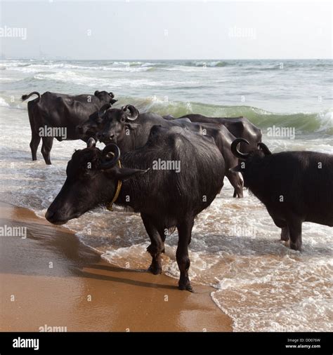 Cows swimming in the Indian Ocean Stock Photo - Alamy