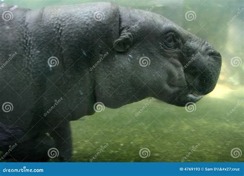 Hippo underwater stock image. Image of asian, insect, locked - 4769193