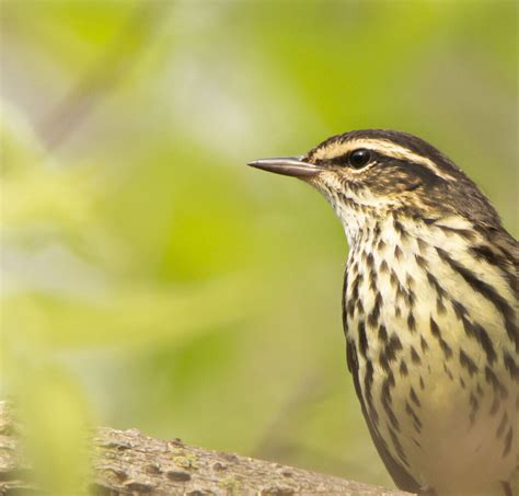 The Warblers Are Here! The Warblers Are Here! | Great Bird Pics