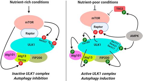 Regulation Of Ulk Complex By Mtorc Mtorc Phosphorylates Ulk On