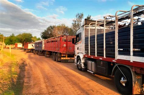 Entre R Os Se Fiscaliz La Sanidad De M S De Mil Bovinos En Ferias