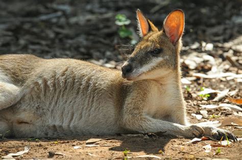 What animals can you see in Kakadu National Park? - The Wildlife Diaries