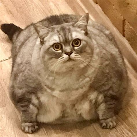 Albums 96 Pictures Picture Of The Fattest Cat In The World Excellent