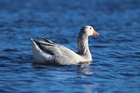 Grey Toulouse Goose Stock Photos Free And Royalty Free Stock Photos