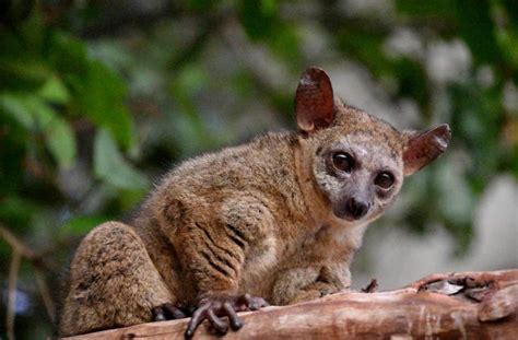 Lesser Bushbaby Description Profile Facts Range Diet Primates Park