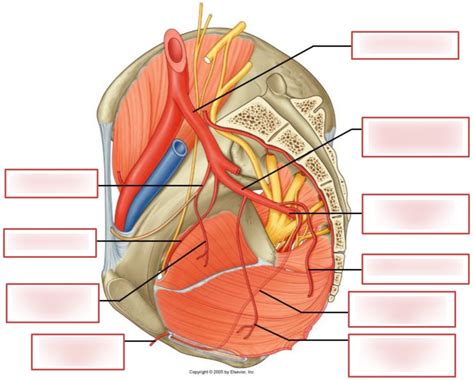 Diagram Of Branches Of The Internal Iliac Artery Quizlet