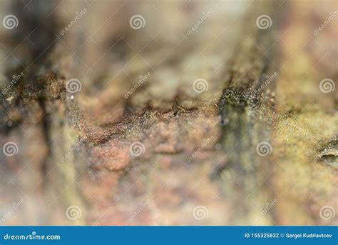 Birch Bending Under The Weight Of Frosted Branches Royalty Free Stock