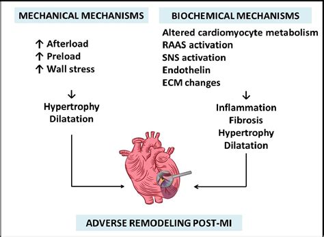 Figure 1 From Left Ventricular Remodeling After Myocardial Infarction