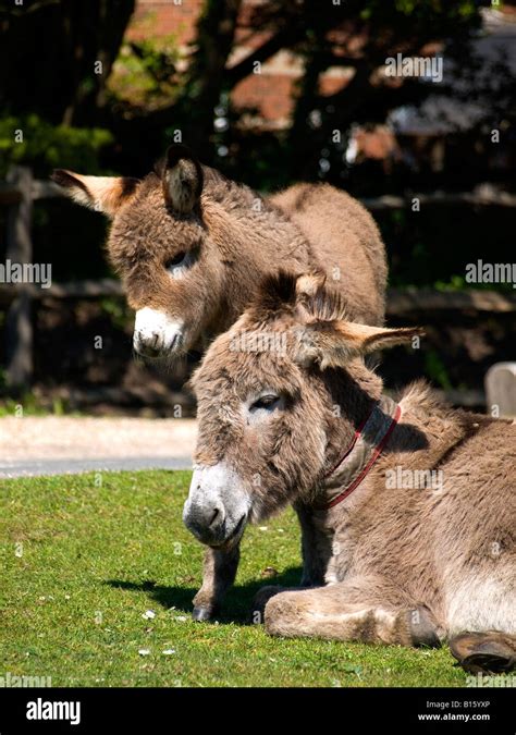 Donkey Foal Hi Res Stock Photography And Images Alamy