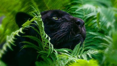 Cool Animal Wallpapers 63 Images