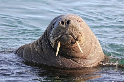 A walrus’ tusks are actually two canine teeth that keep growing