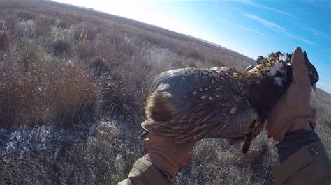 A Colorado Pheasant Hunt With Echo And Duke 122817 Youtube