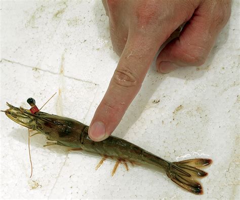 Selective Breeding With Fleshy Shrimp Global Aquaculture Advocate