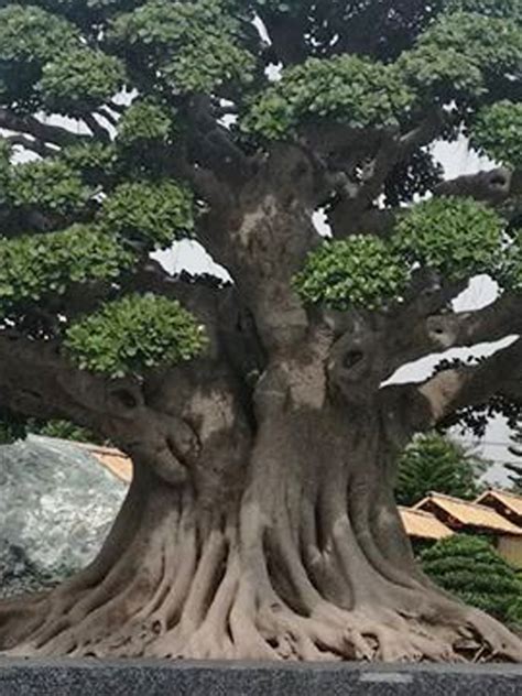 Top Worlds Largest Bonsai Tree In The Year 2023 Don T Miss Out Earthysai