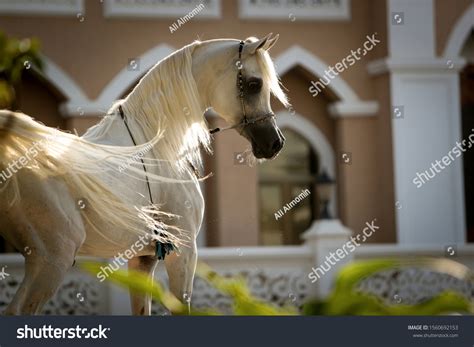 Handsome White Arabian Horse Stallion Beautiful Stock Photo Edit Now