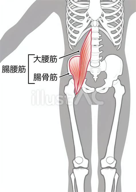 Illustration Of Psoas Major And Iliopsoas Muscles Of The Abdomen Stock