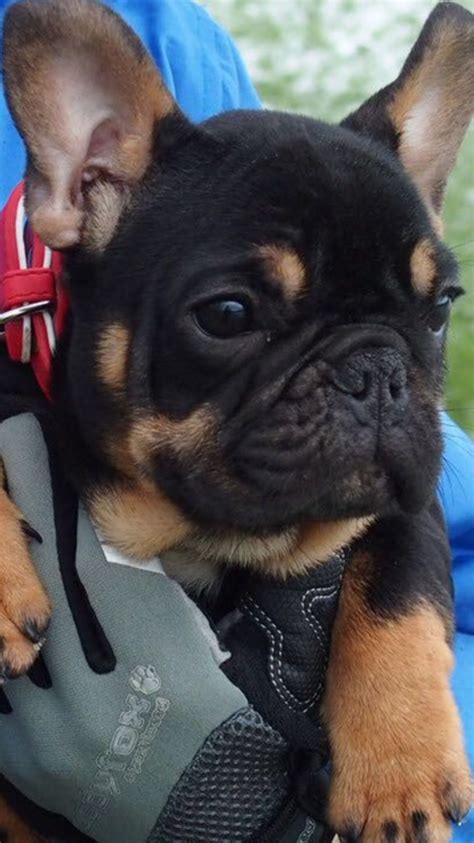 French Bulldog Rottweiler Mix Puppies - Pets Lovers