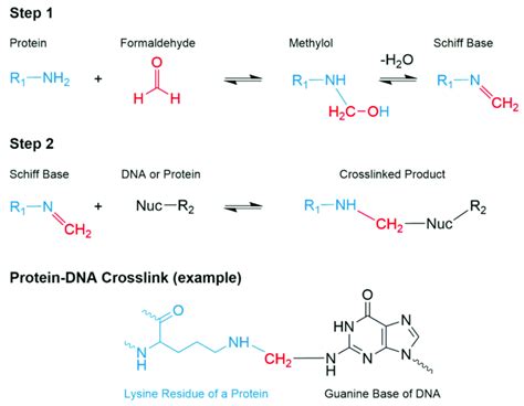 The Reactions Of Formaldehyde Mediated Crosslinking Of Dna And Protein