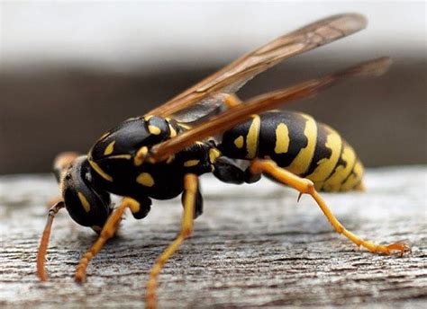 Types Of Yellow Jackets In Pennsylvania At Bethany William Blog