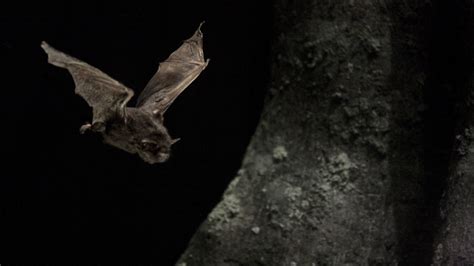 New Zealands Flightless Hitch Hiking Bat Fly Auckland Zoo