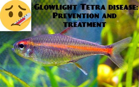 Glowlight Tetra Disease Treatment And Prevention Tetra Fish Care