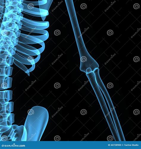 Elbow joint stock illustration. Illustration of hinge - 44728900