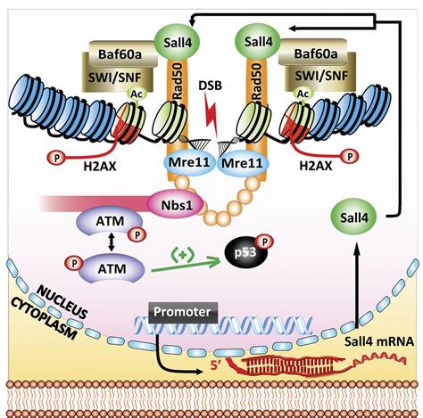 Sall4 Is Required For Dna Repair In Stem Cell Eurekalert