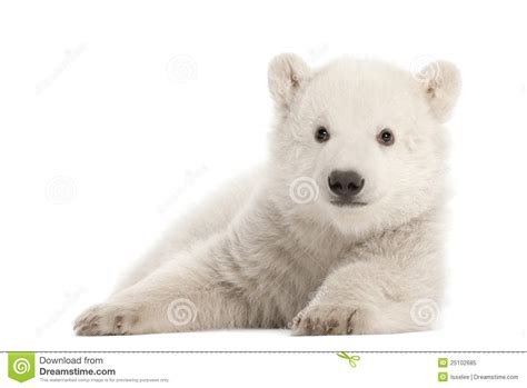 Cachorro Del Oso Polar Maritimus Del Ursus Meses Imagen De Archivo